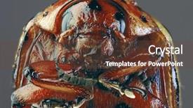  Presentation with pest - Presentation theme featuring colorado potato beetle leptinotarsa decemlineata background and a tawny brown colored foreground