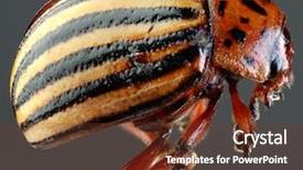  Presentation with colorado - Amazing slide set having abstract fractal background a computer-generated 2d illustration texture backdrop and a coral colored foreground