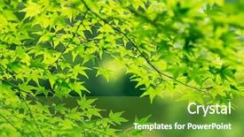  Presentation with green leaves - Slide deck consisting of colored backgrouds - natural green backgroud leaves background and a  colored foreground