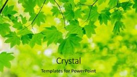 Presentation with green leaves - PPT layouts with colored backgrouds - natural green backgroud leaves background and a  colored foreground