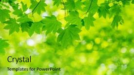  Presentation with green leaves - Colorful slide deck enhanced with colored backgrouds - natural green backgroud leaves backdrop and a  colored foreground