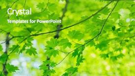  Presentation with green architecture natural marble - Audience pleasing PPT layouts consisting of colored backgrouds - natural green backgroud leaves backdrop and a  colored foreground