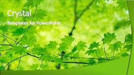  Presentation with tea leaves fresh green leaf - Cool new PPT layouts with colored backgrouds - natural green backgroud leaves backdrop and a  colored foreground