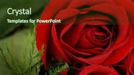  Presentation with wedding roses - Beautiful theme featuring colored backgrouds - roses in a boquet backdrop and a tawny brown colored foreground