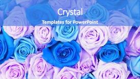  Presentation with wedding roses - PPT theme consisting of bouquet made of colored blue background and a teal colored foreground