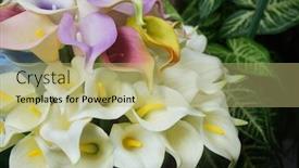  Presentation with calla - Presentation theme having colored-calla-lilies-st-valentine background and a mint green colored foreground