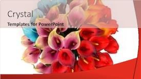  Presentation with calla - Theme featuring colored-calla-lilies background and a lemonade colored foreground