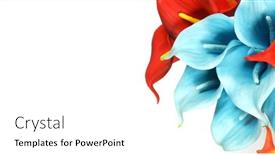  Presentation with calla - Slide deck enhanced with colored-calla-lilies background and a white colored foreground