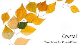  Presentation with falling leaves - Colorful slides enhanced with colored falling leaves isolated backdrop and a white colored foreground