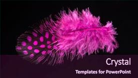  Presentation with feather - Amazing PPT layouts having isolated on black background close backdrop and a wine colored foreground