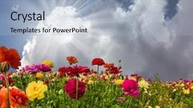  Presentation with blue sky - Colorful presentation theme enhanced with colored flowers on high stalk backdrop and a light blue colored foreground