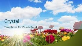  Presentation with multi - Slides having colored flowers on high stalk background and a sky blue colored foreground