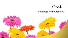  Presentation with spring - Theme featuring colored gerber flowers isolated background and a white colored foreground