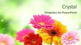  Presentation with paper quilling colorful paper flowers - Amazing slides having colored gerberas flowers backdrop and a cream colored foreground