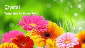  Presentation with for blue colored resource - Audience pleasing slides consisting of colored gerberas flowers backdrop and a shamrock green colored foreground