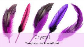  Presentation with bird - Amazing theme having colored-goose-feathers-large-bird backdrop and a lavender colored foreground