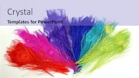  Presentation with peacock - PPT layouts enhanced with colored-peacock-feathers-carnival-multicolor background and a light blue colored foreground