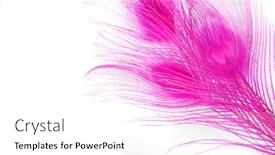  Presentation with peacock - Audience pleasing slides consisting of colored-peacock-feathers-carnival-pink backdrop and a white colored foreground