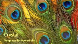  Presentation with peacock - Cool new presentation theme with colored peacock feathers on white backdrop and a tawny brown colored foreground