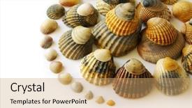  Presentation with sea shells - Cool new presentation with swirls corners - spiral composition of assorted sea backdrop and a coral colored foreground
