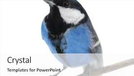  Presentation with for blue colored resource - Colorful slide set enhanced with colored small blue bird isolated backdrop and a white colored foreground