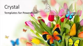  Presentation with tulips butterflies - Colorful slides enhanced with colored tulips flowers with exotic backdrop and a sky blue colored foreground