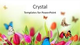  Presentation with tulips butterflies - Audience pleasing PPT theme consisting of colored tulips flowers with exotic butterflies backdrop and a white colored foreground