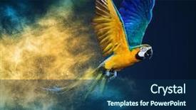  Presentation with parrot - Presentation theme enhanced with colorful - flying ara parrot over colourful background and a navy blue colored foreground