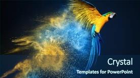  Presentation with parrot - Colorful PPT theme enhanced with colorful - flying ara parrot over colourful backdrop and a navy blue colored foreground