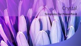  Presentation with thorn - Audience pleasing slide deck consisting of colorful-agave-succulent-plant-freshness backdrop and a light blue colored foreground