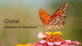  Presentation with colorful flower - Slides consisting of gulffritillary - colorful agraulis vanillae butterfly feeding background and a gold colored foreground