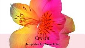  Presentation with colorful flower - Presentation design enhanced with colorful alstroemeria flower isolated background and a red colored foreground