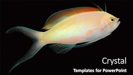  Presentation with fish - Beautiful PPT theme featuring colorful-anthias-fish-pseudanthias-spp backdrop and a black colored foreground