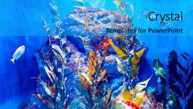  Presentation with fishes - Cool new PPT theme with colorful aquarium showing different colorful backdrop and a cyan colored foreground