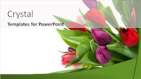  Presentation with corner - Colorful theme enhanced with colorful-arrangement-with-tulips backdrop and a white colored foreground