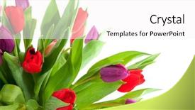  Presentation with corner - PPT theme with corners flowers - colorful arrangement with tulips background and a white colored foreground