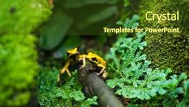  Presentation with golden yellow - Slides with colorful arrows - golden poison arrow frog phyllobates background and a tawny brown colored foreground