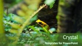  Presentation with golden yellow - Audience pleasing slide set consisting of colorful arrows - golden poison arrow frog phyllobates backdrop and a forest green colored foreground