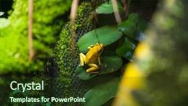  Presentation with golden yellow - Cool new PPT theme with colorful arrows - golden poison arrow frog phyllobates backdrop and a tawny brown colored foreground