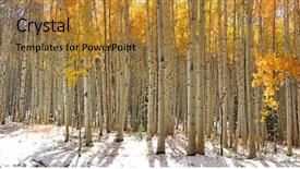  Presentation with snow - PPT theme consisting of colorful aspen trees in snow background and a gold colored foreground