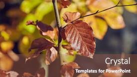  Presentation with fall-leaves - Colorful slide set enhanced with colorful autumn leaves closeup on a fall branch backdrop and a tawny brown colored foreground