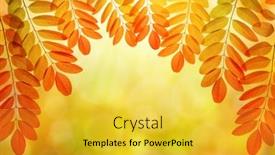  Presentation with locust - Theme consisting of colorful-autumn-leaves-of-acacia background and a yellow colored foreground