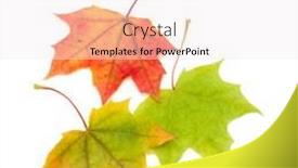  Presentation with maple leaf - Colorful PPT layouts enhanced with colorful autumn maple leaf isolated on white background backdrop and a sky blue colored foreground