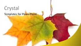  Presentation with maple leaf - Beautiful presentation theme featuring colorful autumn maple leaf isolated on white background backdrop and a white colored foreground