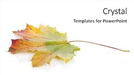  Presentation with maple leaf - Colorful theme enhanced with colorful autumn maple leaf isolated backdrop and a white colored foreground