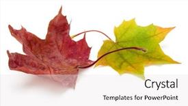  Presentation with maple leaf - Presentation featuring colorful autumn maple leaf isolated background and a white colored foreground