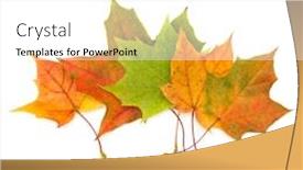  Presentation with maple leaf - Presentation theme with colorful-autumn-maple-leaf-isolated background and a white colored foreground