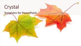  Presentation with maple leaf - Slides enhanced with colorful autumn maple leaf isolated background and a sky blue colored foreground