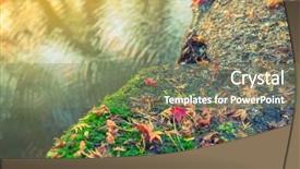  Presentation with water leaf - Audience pleasing slide deck consisting of colorful autumn maple leaf on the water filtered image processed vintage effect backdrop and a violet colored foreground