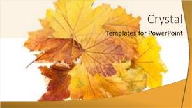  Presentation with maple - Presentation theme having colorful autumn maple leaves isolated on white background background and a yellow colored foreground